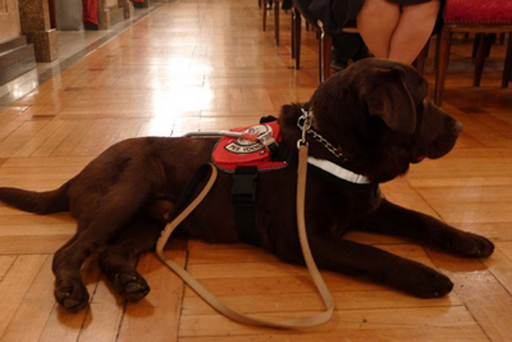 Astor, pas vodič za slepe i slabovide